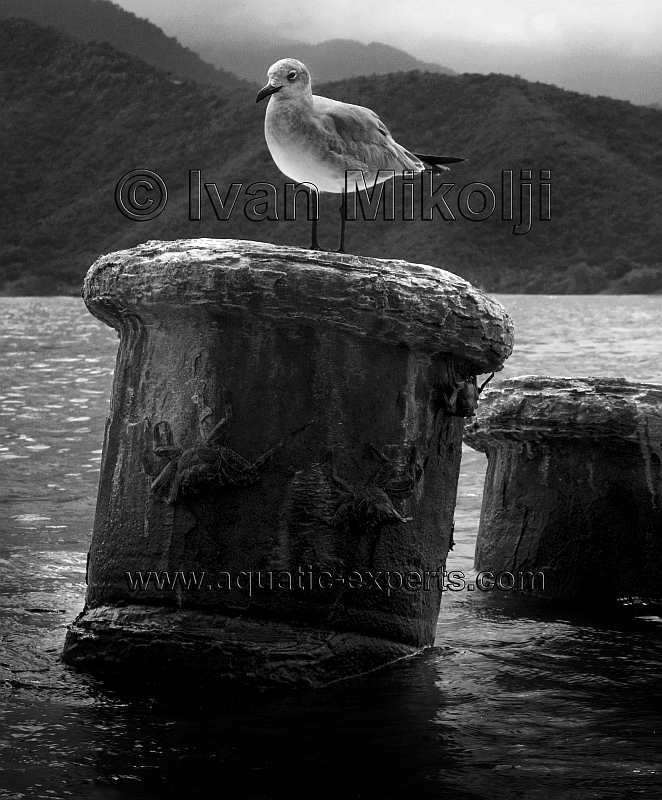 pajaros marinos de venezuela